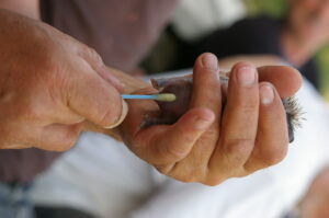 Le 1er Juin coton-tige humide tiède