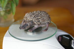 1er Juin 2015 La pesée